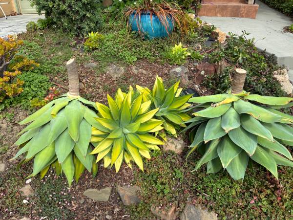 Two Free Giant Agave plants (richmond / point / annex)63909865781891120