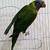 Gorgeous Rainbow Lorikeets – 2 Available. 2 thumbnail