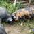 KuneKune and American Guinea Hogs, prices vary-$200 3 thumbnail