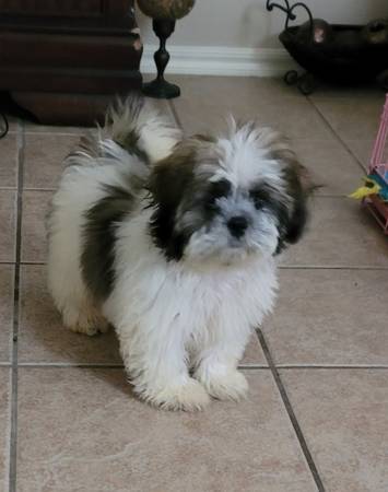 Handsome little 4.5 month old male shih-tzu puppy (Edmond)63976604397954121