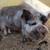 Kunekune mix pigglets 7 thumbnail