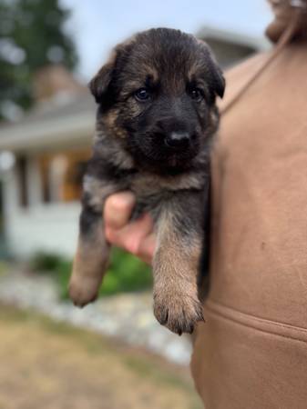 Sable german shepherd puppy 1