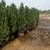 Emerald Green Arborvitae flash sale 2 thumbnail