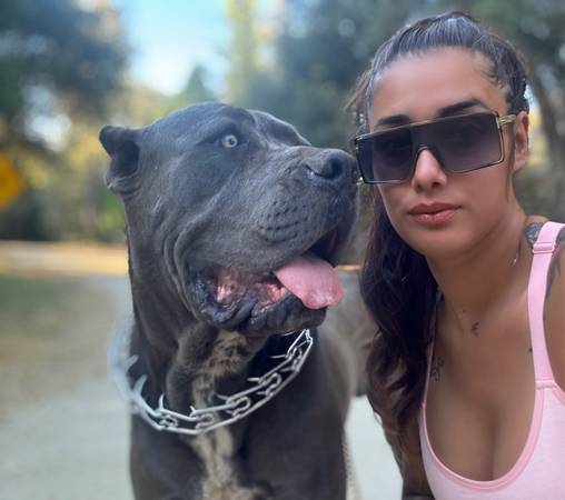 Franko Cane Corso Stud63914315273987120