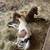 Mini horse stud colt 8 thumbnail