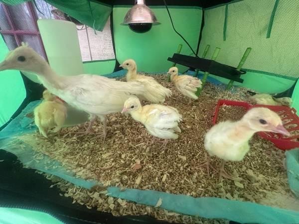 Pea chicks 1
