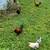 Old English Game Bantam 5 thumbnail
