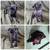 Male pug 2 thumbnail