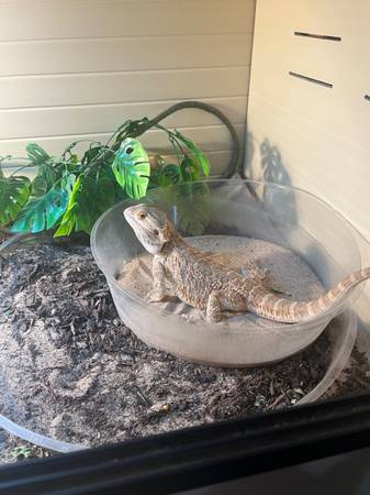 Bearded Dragon 1