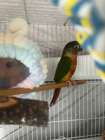 Conure (Hollywood)63685533026561123