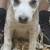 Free Puppies 1 thumbnail