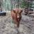 Highlander heifer 2 thumbnail