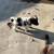 cute puppies for adoption 7 thumbnail