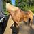 2008 model Palomino Mare 5 thumbnail