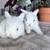 Holland lops 11 thumbnail