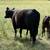 Bred Cows 3 thumbnail