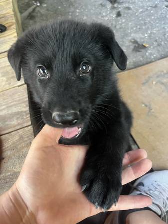 Re-Homing german shepherds (Mesquite)64018675363841121