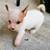 Jack Chi puppies 2 thumbnail
