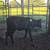 Cattle/ 5 Heifer Calves @@@@@@@@@@@@@@@@@@ 3 thumbnail