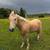 Quarter horse Morgan Cross gelding 2 thumbnail