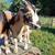 Nigerian dwarf doeling 2 thumbnail