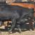 155 Three Thru Five Year Old Bred Cows 22 thumbnail
