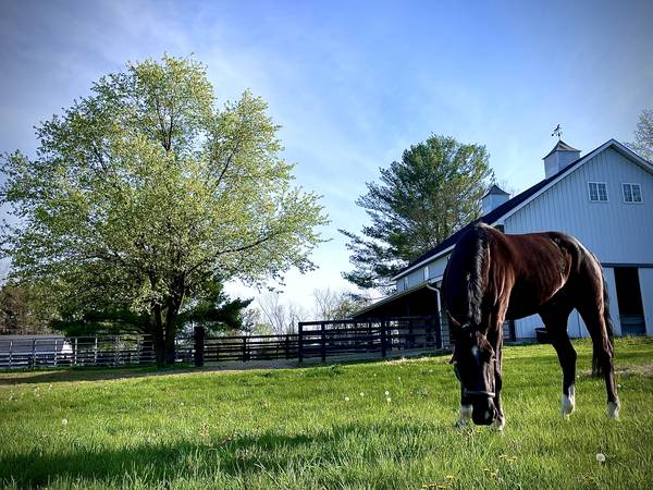 Horse Farm Helper 1