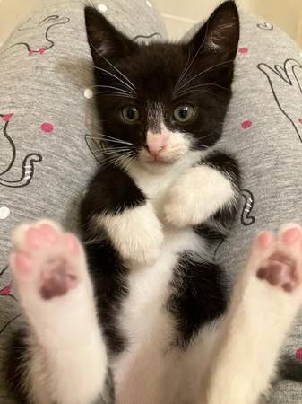 Rescued Kittens (Gramercy)63923587982338120