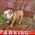 Male English bulldog 2 thumbnail