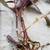 Purple Heart- "Tradescantia Pallida" Cuttings: Rooted and Unrooted 3 thumbnail