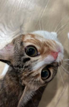 Female Kittens (Kileen)599431097615667203
