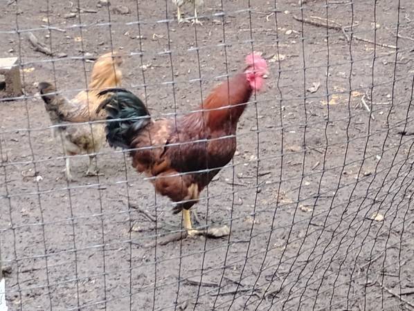 Rhode Island Red rooster 1