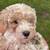 Miniature poodle 1 thumbnail