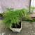 Fern Leaf Plumosus Asparagus Fern 2 thumbnail