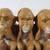 3 Wise Monkeys Speak See Hear No Evil Heavy Cast Iron Coin Bank 2 thumbnail