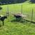 Sheep, Barbados/St.Croix mix 4 thumbnail