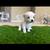PomChi puppies 2 thumbnail