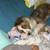 Mini Australian shepherd 5 thumbnail
