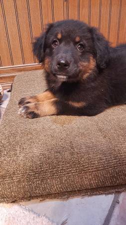 Molly (Tarlton)63864565737987120