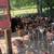 Chickens,TURKEYS,pigeons,Guineas and more 6 thumbnail