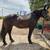 Percheron mare - drives 5 thumbnail