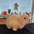 Holland lop 4 thumbnail