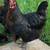 Ivory Sasso Lavender Orpington hens 4 thumbnail