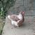 All Chickens Must Go 1 thumbnail