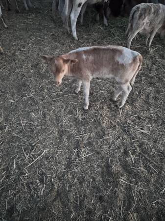 Sundog mini ternera Patsy - $1.500 (condado de Mendocino)63471418225027121
