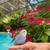 Baby parakeets 1 thumbnail
