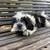 shitzu puppy 3 thumbnail