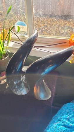 Viking drinking horns 1