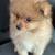 9 week old pomeranian 3 thumbnail