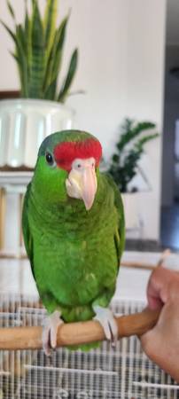 Parrot Red Crown Amazon (Hanford)63695922181633120